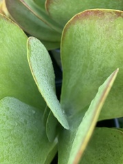 Kalanchoe luciae