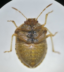 Stagonomus bipunctatus
