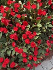 Impatiens