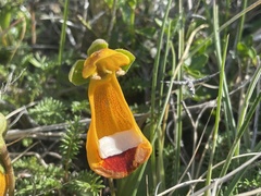 Calceolaria uniflora