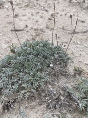 Hymenopappus filifolius
