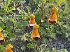 Calceolaria uniflora
