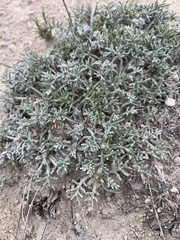 Hymenopappus filifolius
