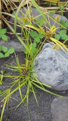 Cyperus luteus