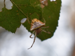 Verrucosa undecimvariolata