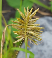 Cyperus luteus