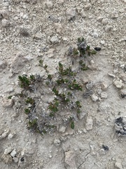 Linanthus caespitosus