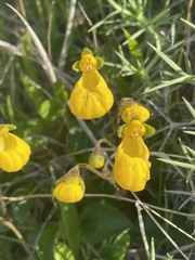 Calceolaria biflora