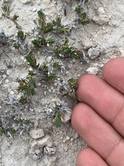 Linanthus caespitosus