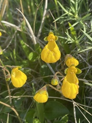 Calceolaria biflora