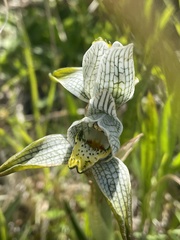 Chloraea magellanica
