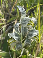 Chloraea magellanica