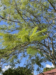 Delonix regia flavida