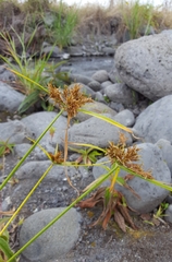Cyperus polystachyos