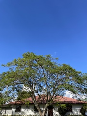 Delonix regia flavida