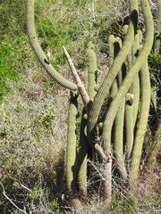 Trichocereus chiloensis