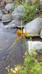 Cyperus polystachyos