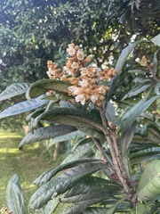 Eriobotrya japonica