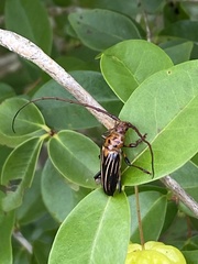 Oxymerus