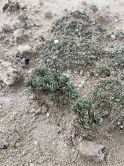 Penstemon thompsoniae thompsoniae