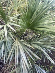 Serenoa repens