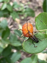 Oxymerus