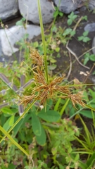 Cyperus polystachyos
