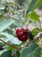 Oxymerus
