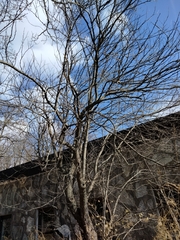 Cercis canadensis