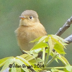 Empidonax fulvifrons