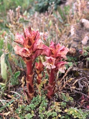 Orobanche alba