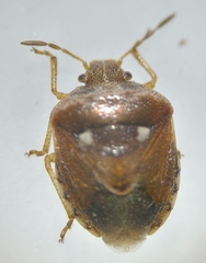 Stagonomus bipunctatus