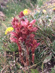 Orobanche alba