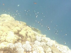 Pycnochromis dimidiatus