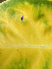 Ladoffa dependens