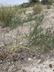 Astragalus toanus