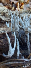Xylaria hypoxylon