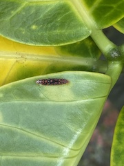 Ladoffa dependens