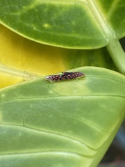 Ladoffa dependens