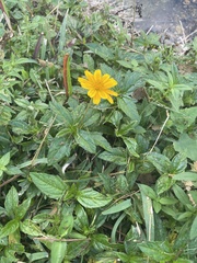 Sphagneticola trilobata