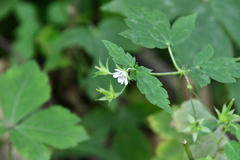 Geranium wilfordii