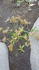 Cyperus flavidus