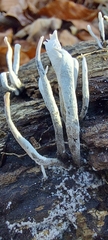 Xylaria hypoxylon