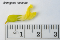 Astragalus oophorus