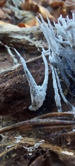 Xylaria hypoxylon