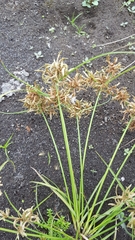 Cyperus flavidus