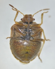 Stagonomus bipunctatus
