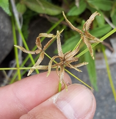 Cyperus flavidus