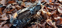 Xylaria hypoxylon
