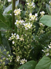 Cochlearia officinalis